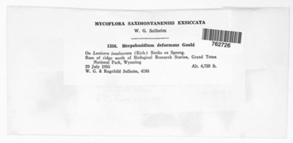 Insolibasidium deformans image